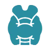 thyroid-gland