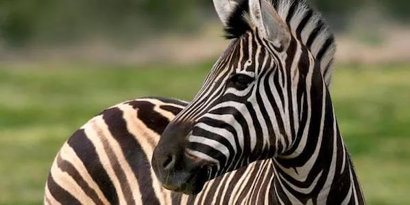 zebra