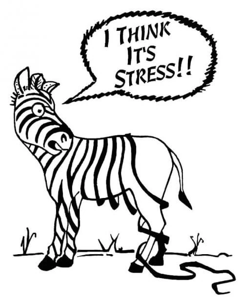 stress-zebra